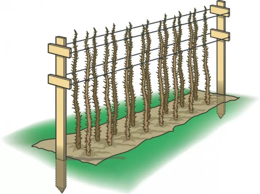 Шпалера для малини