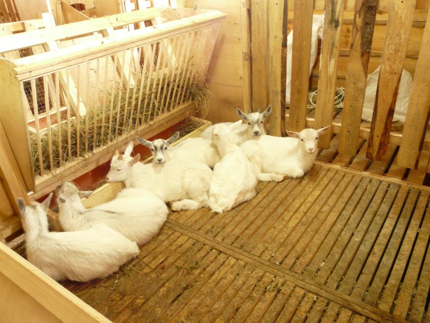 Утримання кіз Утримання кіз