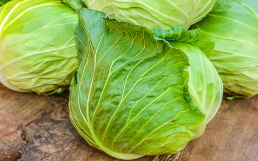 Білокачанна капуста