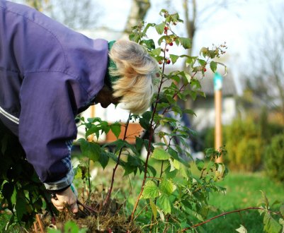 Догляд за ремонтантною малиною, обрізка: як правильно зробити, щоб був гарний урожай