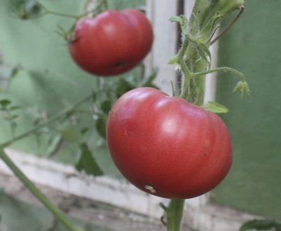 Помідори «Японський краб»: характеристика, агротехніка вирощування