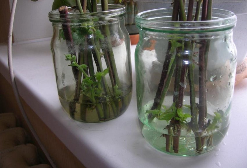 Розмноження малини зеленими живцями Розмноження малини зеленими живцями