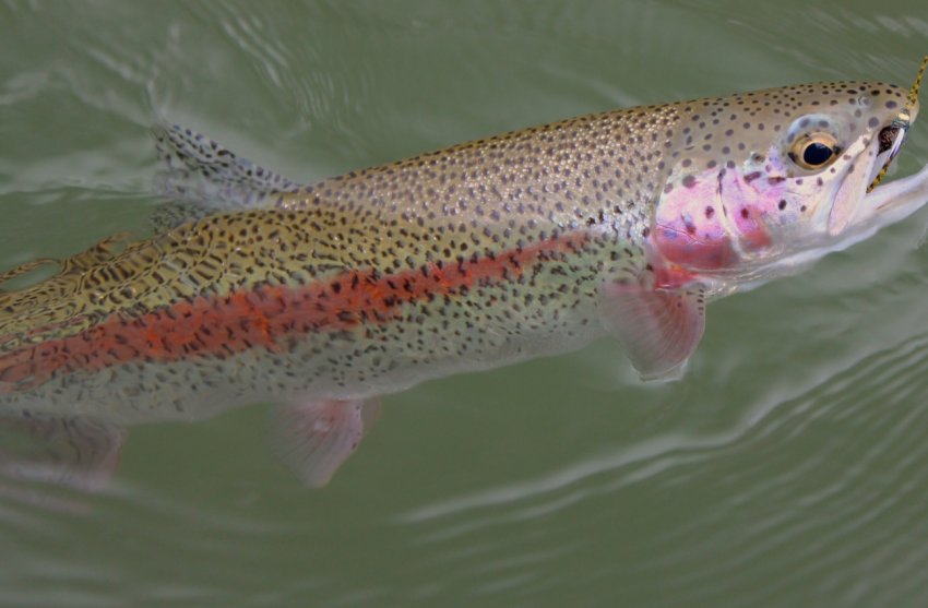 Закарпатське форелеве господарство пропонує туристам незвичайний відпочинок Закарпатське форелеве господарство пропонує туристам незвичайний відпочинок