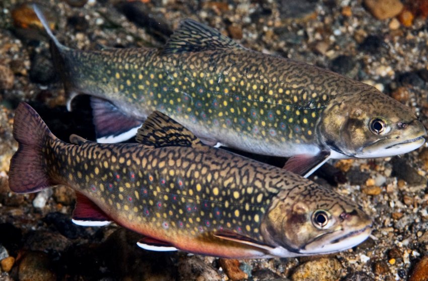 Закарпатське форелеве господарство пропонує туристам незвичайний відпочинок Закарпатське форелеве господарство пропонує туристам незвичайний відпочинок