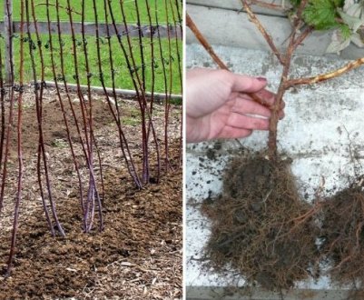 Правильне зберігання розсади малини до весни в домашніх умовах