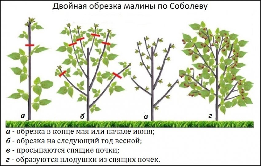 Ремонтантную малину посадить осенью обрезать. . Ремонтантную малину посадить осенью обрезать фото. Ремонтантную малину посадить осенью обрезать-. картинка Ремонтантную малину посадить осенью обрезать. картинка . Ягоды малины вкусны, питательны и обладают целым спектром лечебных свойств. Наслаждаться урожаем этих ягод в большинстве случаев можно лишь на протяжении небольшого периода времени летом, но благодаря появлению новых сортов ремонтантной малины собирать урожай можно до самых заморозков. Садоводам, которые сделали выбор в пользу выращивания ремонтантных сортов, стоит учесть, что уход за культурой и технология обрезки отличаются от стандартных и имеют определенные особенности.