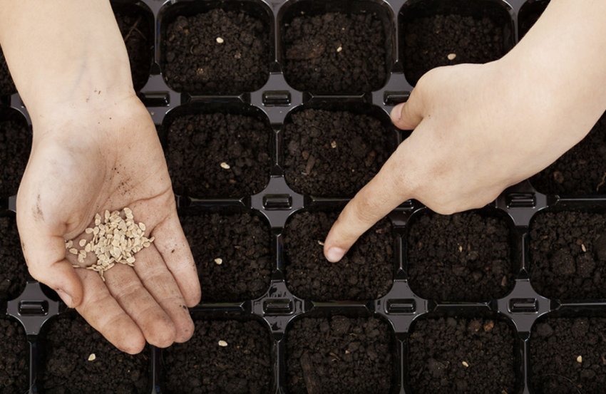 Посів насіння томатів Посів насіння томатів