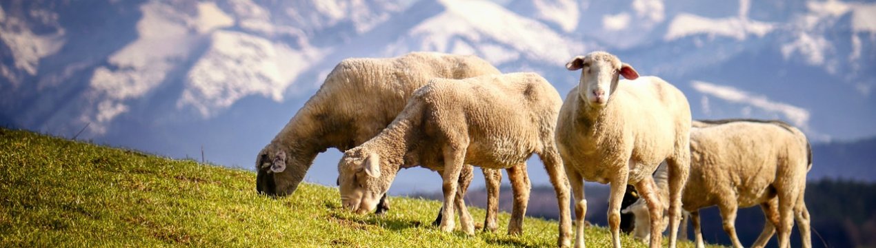 Закарпатських овець урочисто провели на пасовища