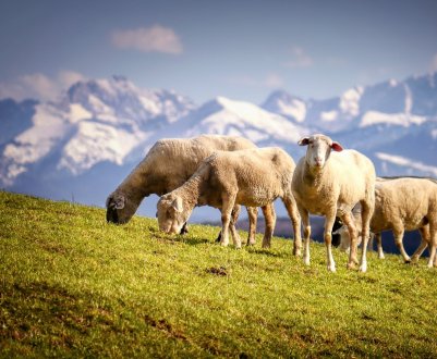 Закарпатських овець урочисто провели на пасовища