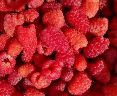 Особливості малини сорту Сенатор