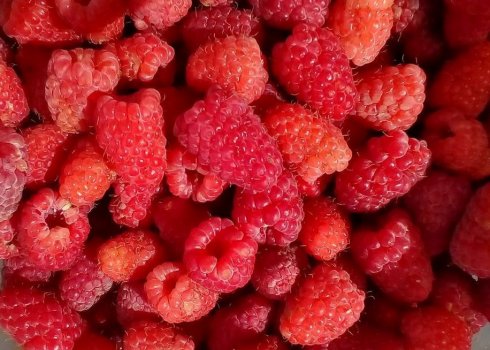 Особливості малини сорту Сенатор