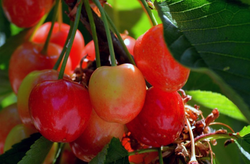 Українська черешня стала дешевшати Українська черешня стала дешевшати