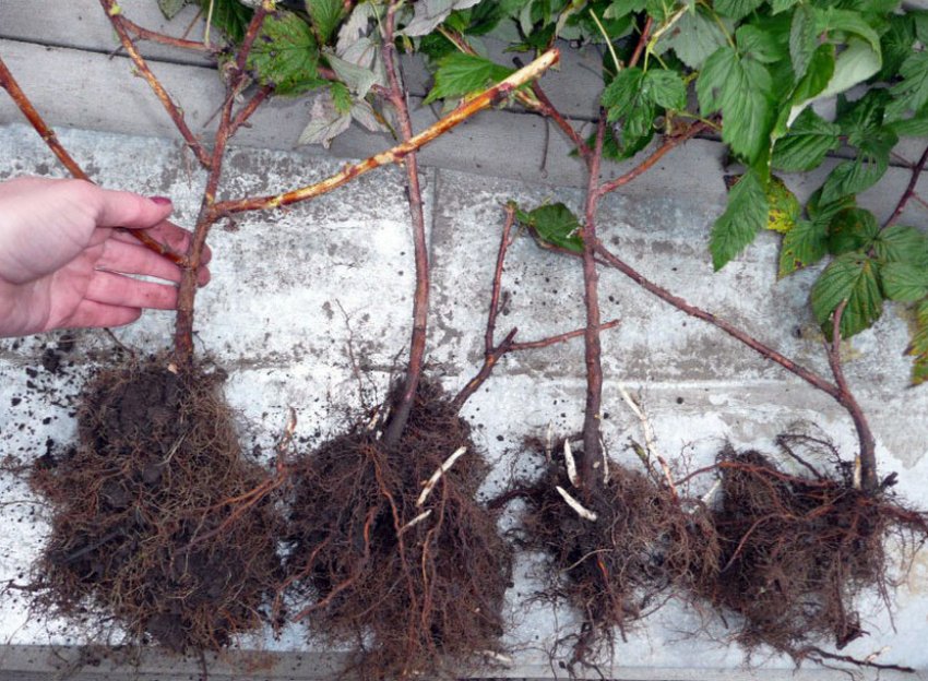 Посадковий матеріал малини Посадковий матеріал малини