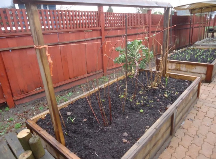 Ділянка під насадження малини