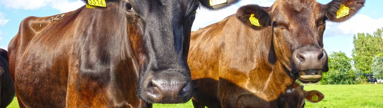 У Тулі почнуть виробляти гелі для коров'ячого душа