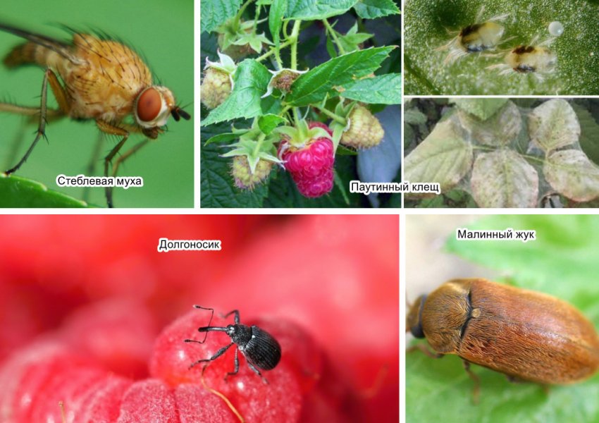 Шкідники малини в Сибіру