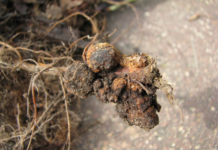 Кореневий рак малини