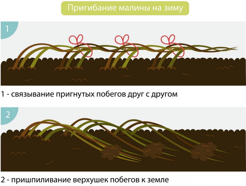 Хорошие сорта малины новосибирск: посадка и уход