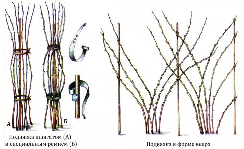 Малина осенняя красавица характеристика. . Малина осенняя красавица характеристика фото. Малина осенняя красавица характеристика-. картинка Малина осенняя красавица характеристика. картинка . На вопросы отвечает кандидат с.-х. наук Евгений Ярославцев.