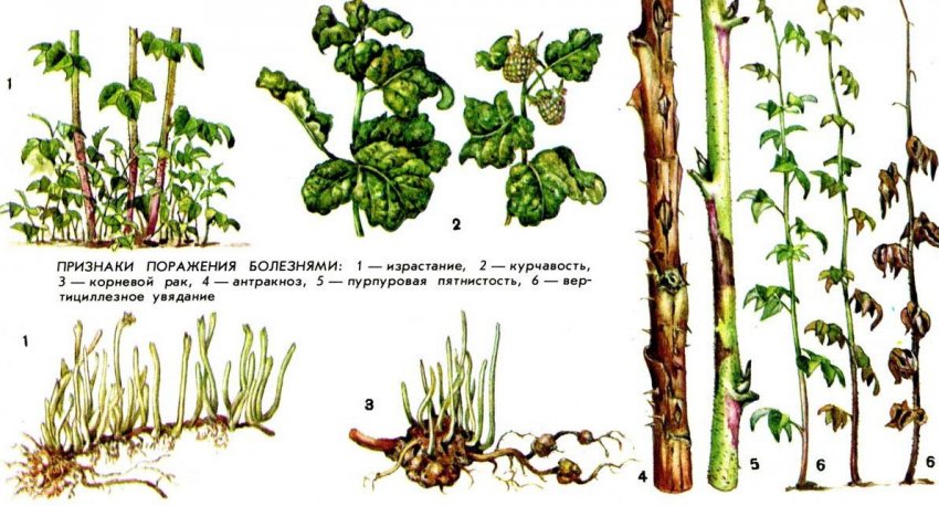 Хвороби малини Хвороби малини