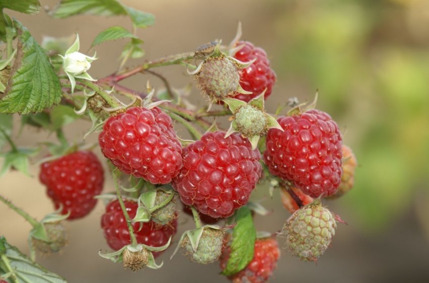 Ремонтантна малина в Сибіру