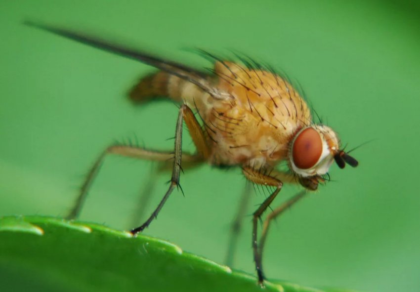 Стеблова муха Стеблова муха