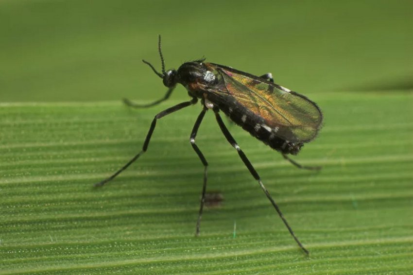 Стеблова галиця Стеблова галиця