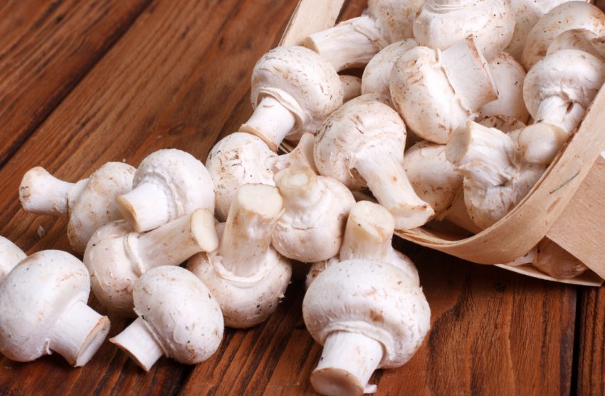 Через півроку під Москвою запрацює грибна ферма