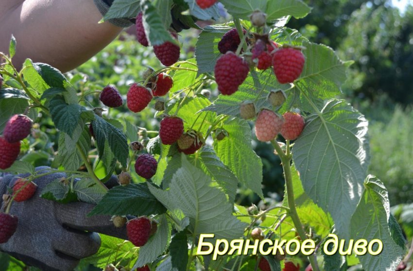 Малина Брянське Диво