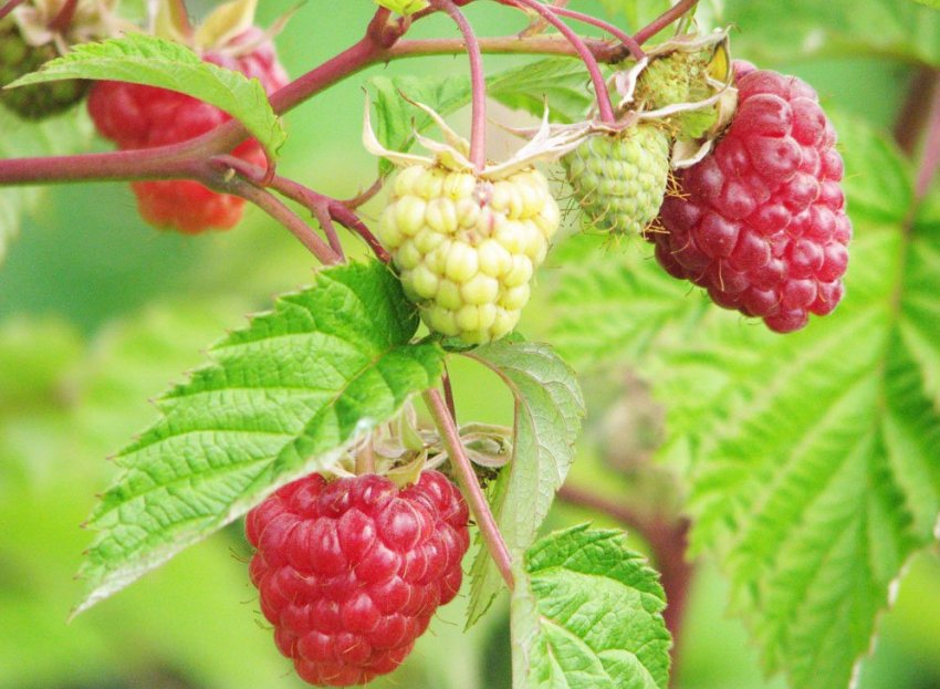 Малина Бабине літо