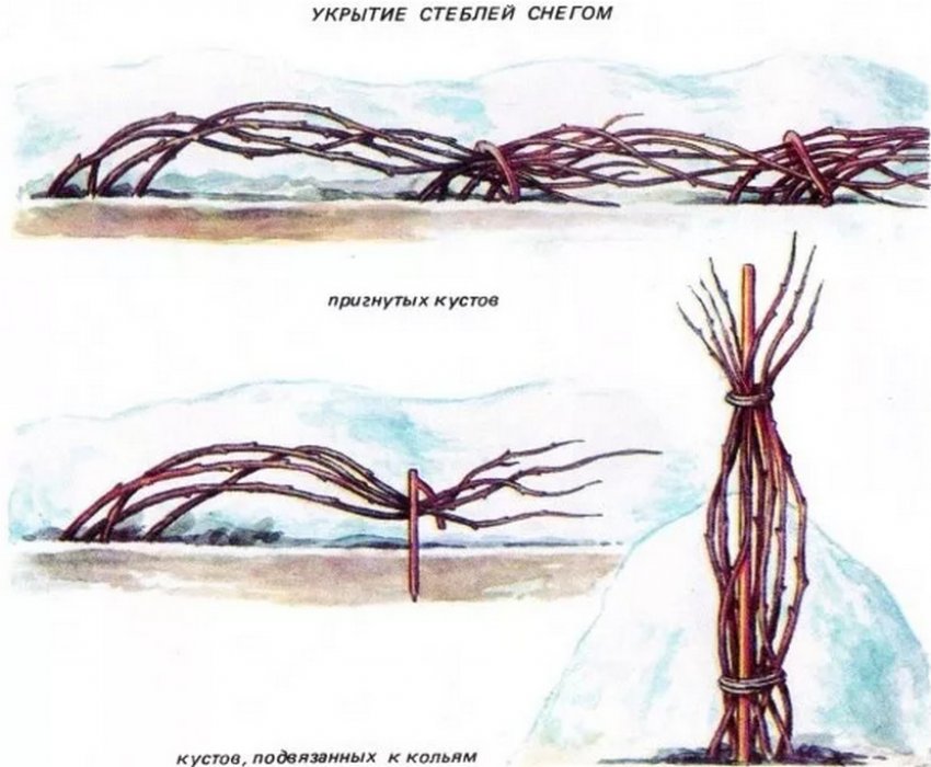 Укриття малини снігом Укриття малини снігом