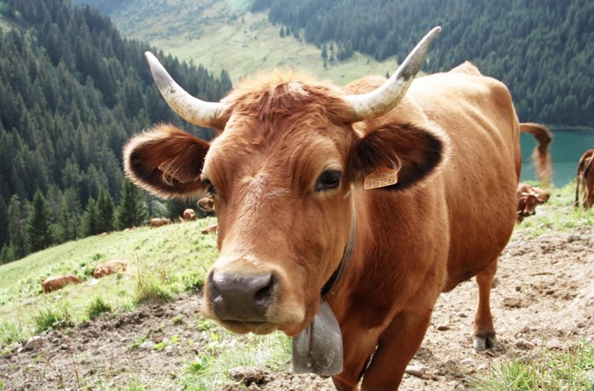 Кіровська область включилася в кормозаготівельний марафон