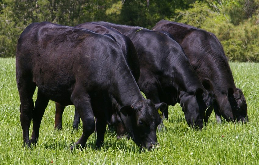 Кіровська область включилася в кормозаготівельний марафон