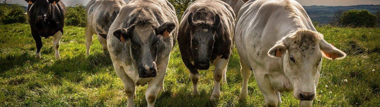 Кіровська область включилася в кормозаготівельний марафон