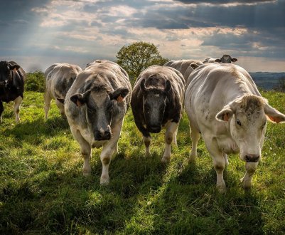 Кіровська область включилася в кормозаготівельний марафон