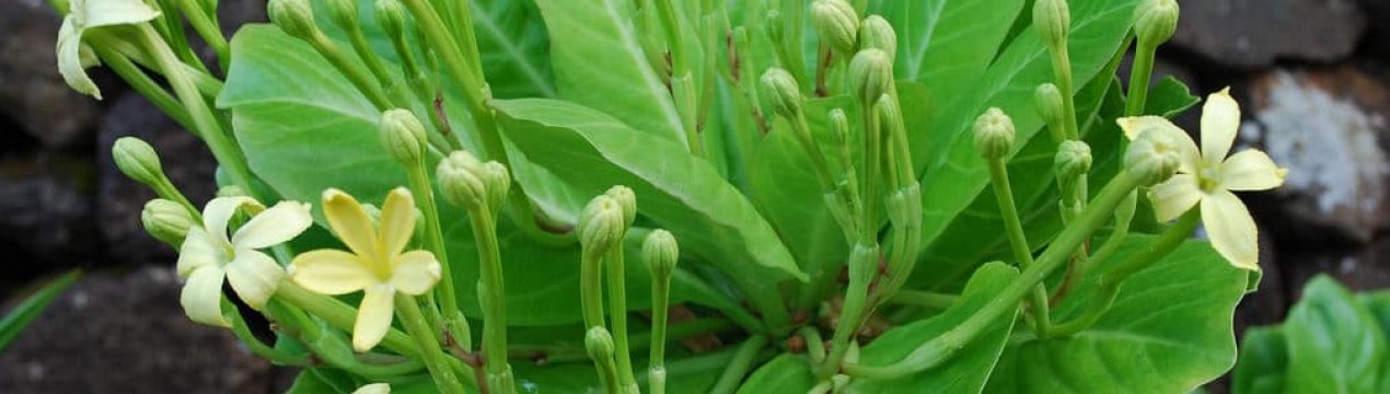 Бригамия: догляд в домашніх умовах