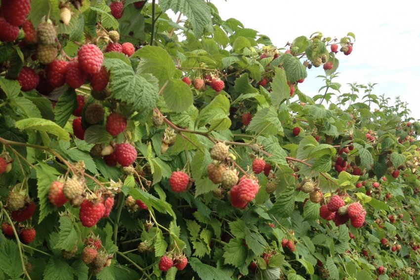 Малина Міраж