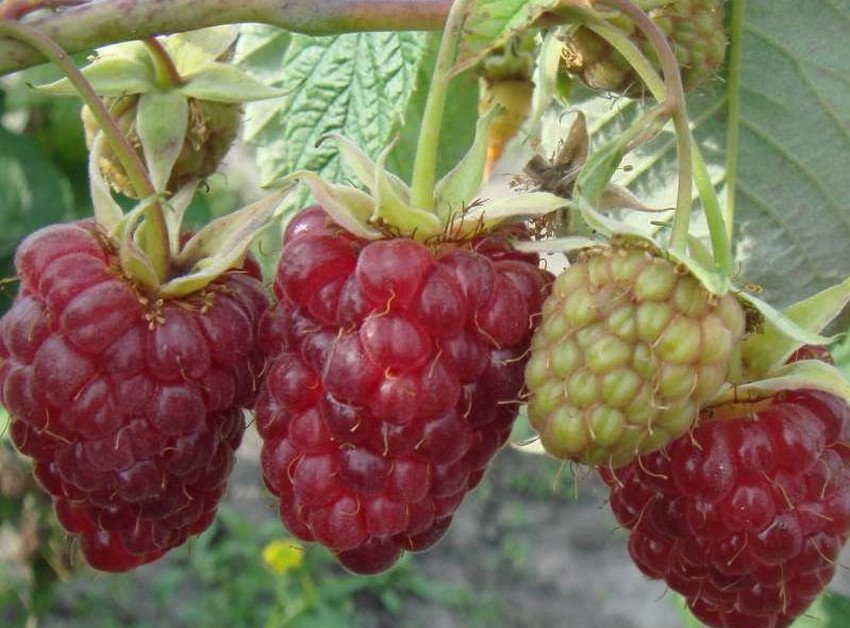 Ягоди малини Столична