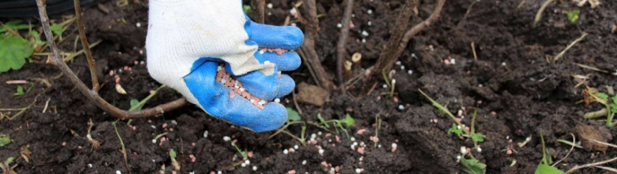 Ремонтантная малина: как использовать удобрение и ухаживать ранней весной