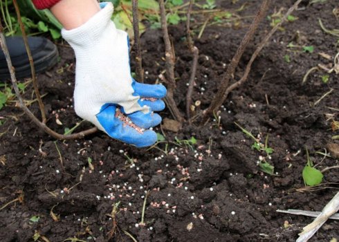 Ремонтантна малина: як використовувати добриво і доглядати ранньою весною