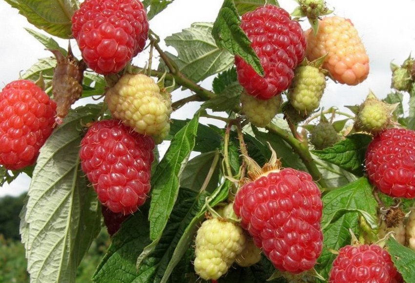 Сорт малини Патриція