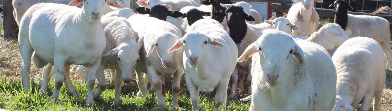 Вівці породи дорпер: особливості породи, опис