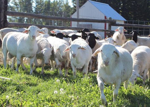 Вівці породи дорпер: особливості породи, опис