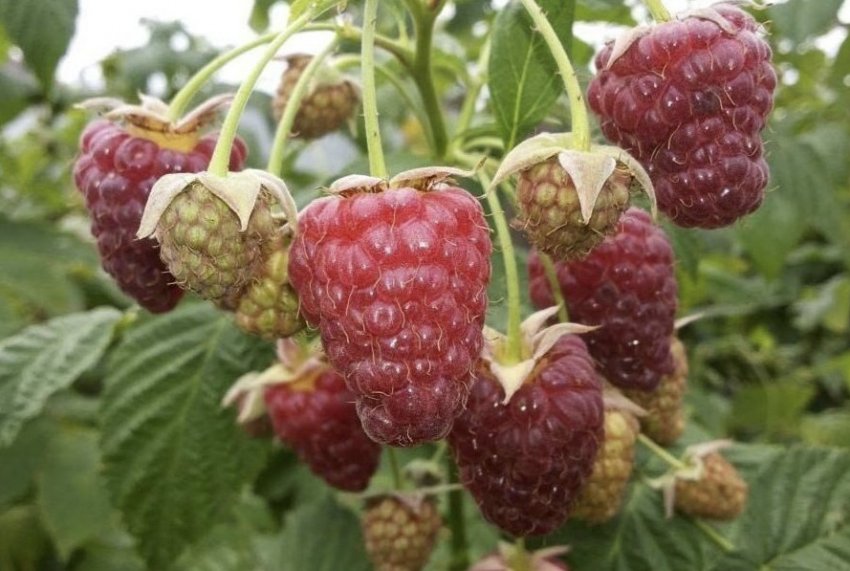 Малина Недосяжна