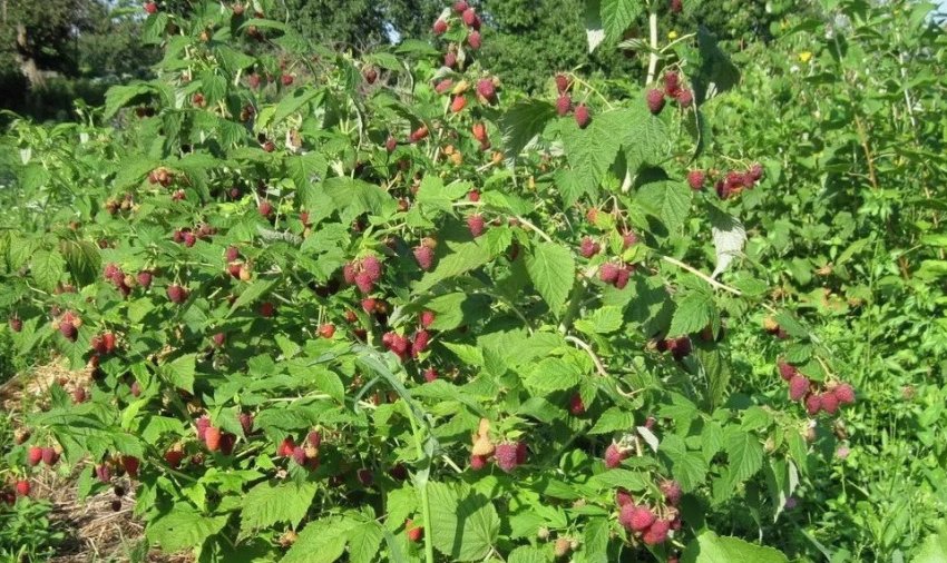 Малина сорту Євразія