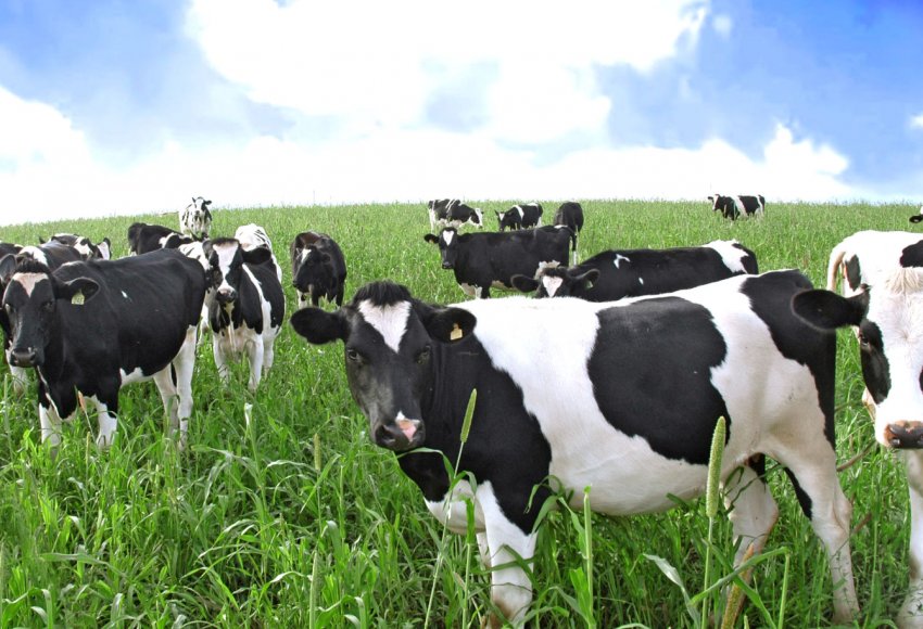 Московські аграрії відповідально слідують «кормового плану» Московські аграрії відповідально слідують «кормового плану»