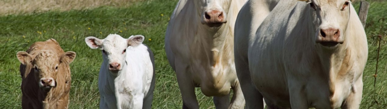 Московські аграрії відповідально слідують «кормового плану»