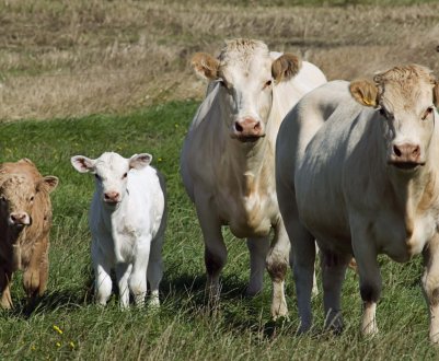Московські аграрії відповідально слідують «кормового плану»