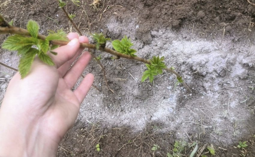 Добриво малини золою Добриво малини золою