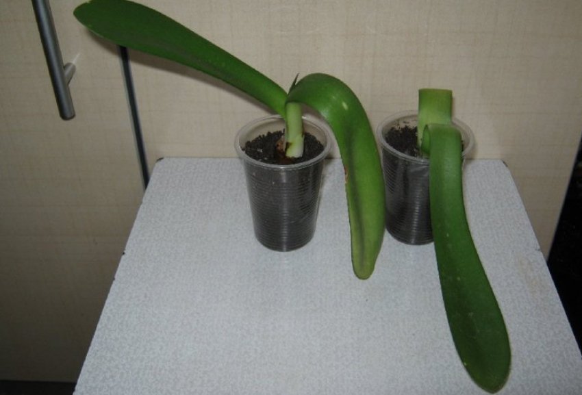 Розмноження живцями Розмноження живцями